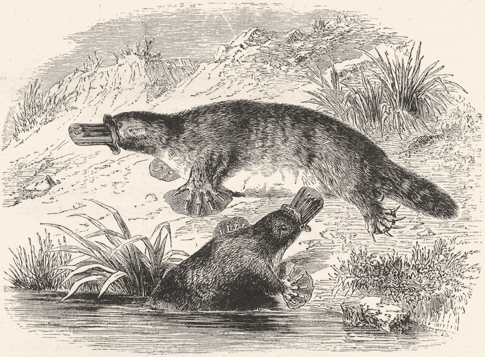 AUSTRALIA. Australian Fauna and Flora. The Platypus 1886 old antique print
